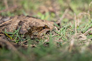 Tiny Wrestler Frog (Leptodactylus luctator) Close-Up in Grass and Mud, Gualeguaychú, Argentina – Wildlife Amphibian Photography