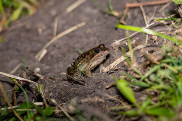 Tiny Wrestler Frog (Leptodactylus luctator) Close-Up in Grass and Mud, Gualeguaychú, Argentina – Wildlife Amphibian Photography