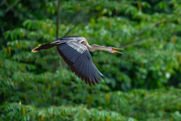Anhinga anhinga in flight. Long-necked “snake bird” found in wooded swamps, marshes, and ponds. Males are black with white on wing; females similar but with brownish neck and head. Peru.