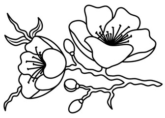 Elegant cherry blossom line art. Hand drawn sakura flower illustration. Bloom outline drawing for logo, tattoo, print, frame, invitation.