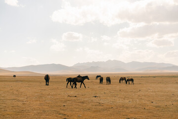 horses on Son kol lake Kyrgyzstan 