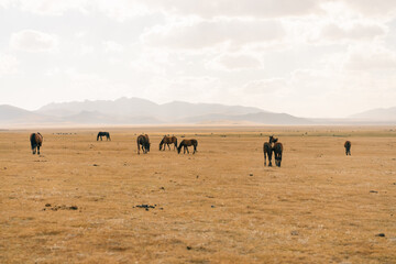 horses on Son kol lake Kyrgyzstan 