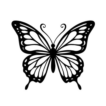 Butterfly 1