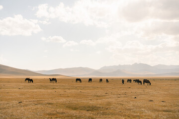 horses on Son kol lake Kyrgyzstan 
