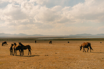 horses on Son kol lake Kyrgyzstan 