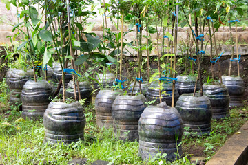 Utilization of used mineral water gallons as a plant medium to reduce plastic waste