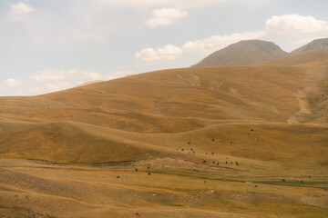 Herd of yaks on Son kol lake Kyrgyzstan 