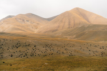 Herd of yaks on Son kol lake Kyrgyzstan 