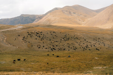 Herd of yaks on Son kol lake Kyrgyzstan 