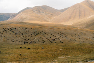 Herd of yaks on Son kol lake Kyrgyzstan 