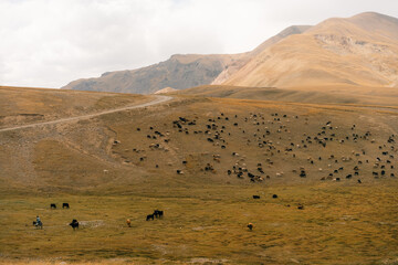 Herd of yaks on Son kol lake Kyrgyzstan 