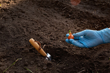 How to plant onions. The process of sowing onion seeds in the open ground, soil