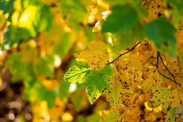 autumn leaves in the sun
