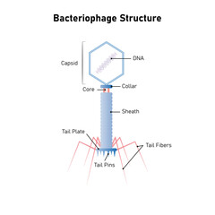 Bacteriophage Cell Structure Science Design. Vector Illustration.