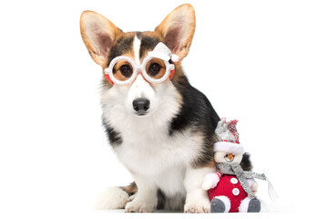 Pembroke Welsh Corgi Dog Posing in Festive Christmas Glasses with Snowman Toy.