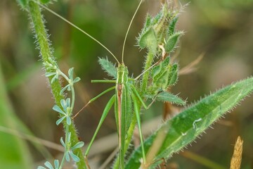 Closeup shot on a large Mediterranean green long-honed grasshopper , Tylopsis lilifolia hiding in the vegetation