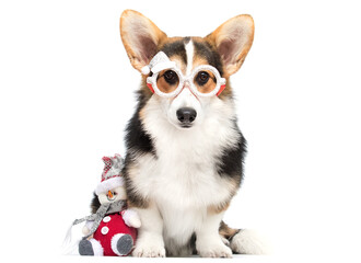 Adorable Corgi Puppy Posing for Christmas, Wearing Fun Party Glasses and Sitting with a Plush Snowman.