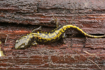Closeup on a strikingly colored Western longtoed salamander, Ambystoma macrodactylum in Mid-Oregon