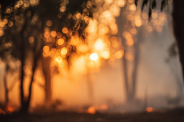 Fototapeta premium Blurred trees silhouetted in wildfire haze with glowing orange sunlight, defocused forest background, atmospheric and dramatic mood, nature in danger, environmental impact