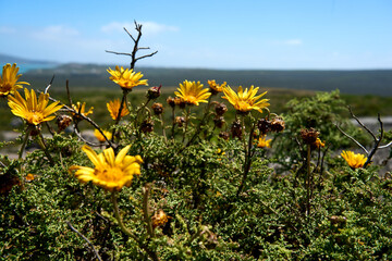 S&uuml;dafrika West Coast National Park Marine Protected Area