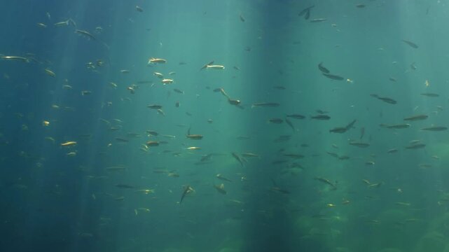 Big school of common minnow fish swimming in forest lake
