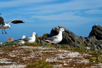 M&ouml;wen am Strand