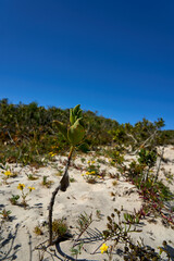 S&uuml;dafrika West Coast National Park Marine Protected Area
