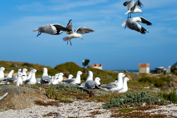 M&ouml;wen am Strand
