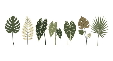 A collection of various illustrated tropical leaves, including monstera, alocasia, and palm, on a white background. © Hiroto