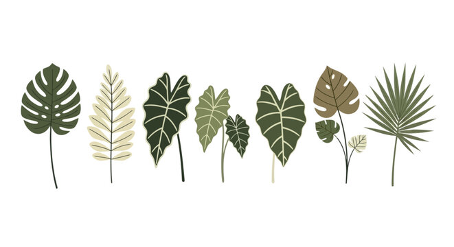 A collection of various illustrated tropical leaves, including monstera, alocasia, and palm, on a white background.