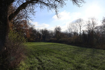 Fototapeta premium morning in the forest