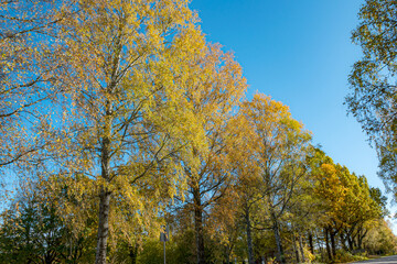 colorful autumn landscape with a road and an old tree alley, autumn nature, sunlit trees on an autumn day
