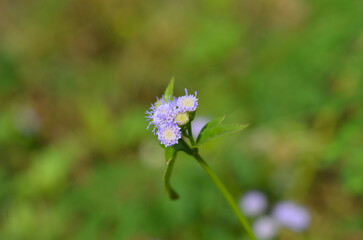 Wildflowers of Southeast Asia.