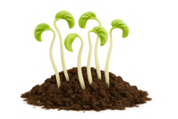 Green plant sprouts emerging from soil, conceptualizing new life, growth, and natural development on a transparent background