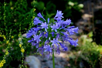 Obraz premium planta flor agapanto - agapanthus africanus