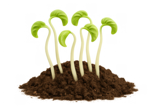 Green plant sprouts emerging from soil, conceptualizing new life, growth, and natural development on a transparent background