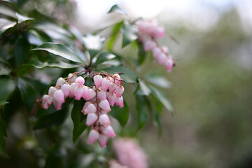 春の訪れを告げる、やさしい光に包まれたアセビの花
