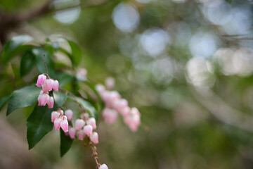 春の訪れを告げる、やさしい光に包まれたアセビの花