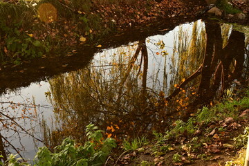autumn leaves on the tree