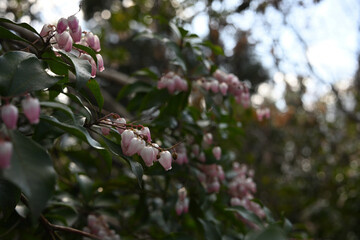 春の訪れを告げる、やさしい光に包まれたアセビの花