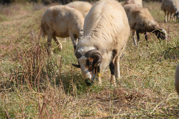 Obraz premium Large Ram Grazing Against Sheep Background