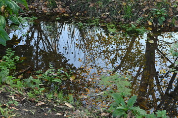 green leaves in the forest