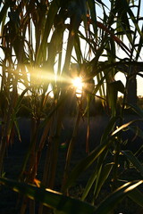 palm trees in the morning