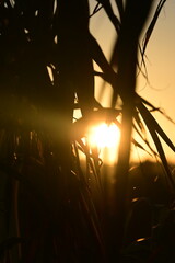 sun rays through the trees