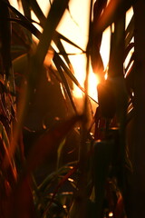 sun rays through the trees
