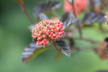 Red seeds of Physocarpus opulifolius on the branch in the garden, selective focus