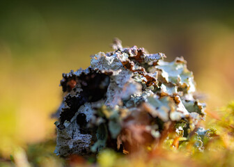 Autumn season mood, in the foreground the last leaves, and plants, autumn presence in nature