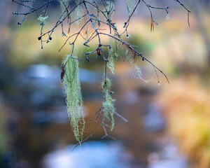 Autumn season mood, in the foreground the last leaves, and plants, autumn presence in nature