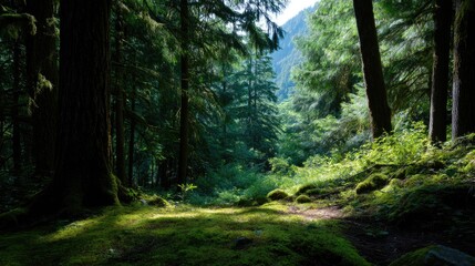 Obraz premium Lush Green Forest Landscape with Sunlight Filtering Through Trees, Creating a Serene and Peaceful Atmosphere in Nature Wilderness