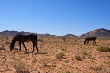 Windpferde Klein Aus Vista Namibia